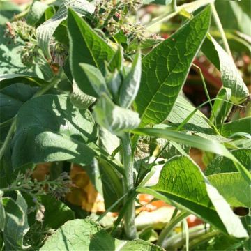 Symphytum officinale NT - Ferme de Sainte Marthe - Consolida maggiore