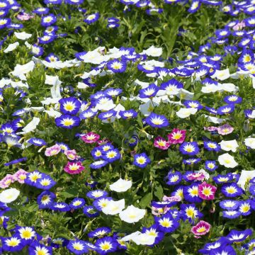 Convolvulus tricolor - Vilucchio tricolore