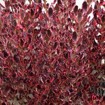 Coprosma Pacific Dawn - Pianta specchio