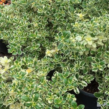 Coprosma repens Marble Queen - Pianta specchio