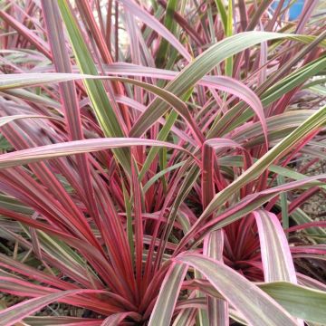 Cordyline banksii Can Can - Cordiline