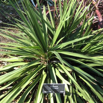 Cordyline australis Ti Tawhiti - Cordiline