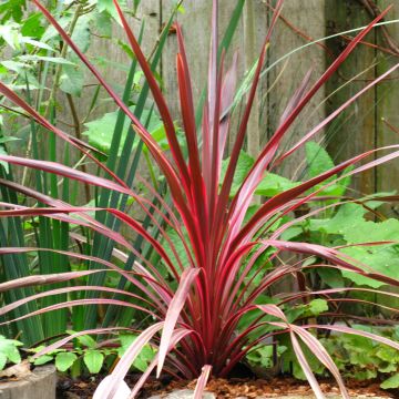 Cordyline australis Cherry Sensation - Cordiline