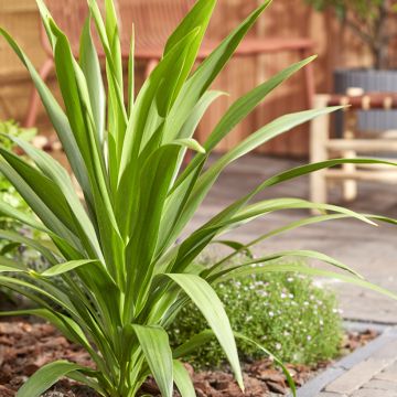 Cordyline australis Emerald Star - Cordiline