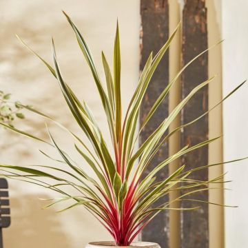 Cordyline australis Magic Star - Cordiline