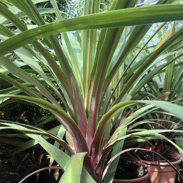Cordyline australis Peko - Cordiline