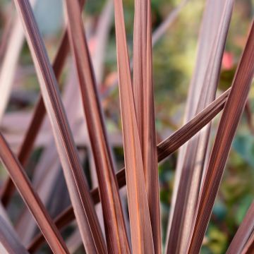 Cordyline australis Red Star - Cordiline