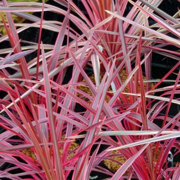 Cordyline australis Southern Splendour - Cordiline
