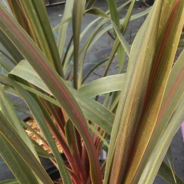 Cordyline australis Sundance - Cordiline