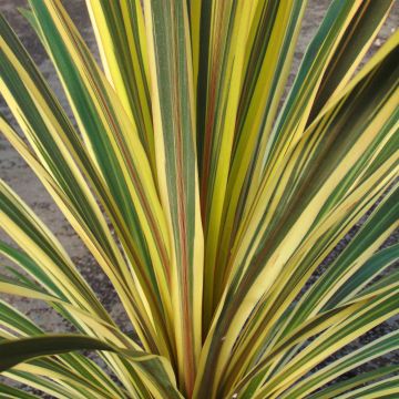 Cordyline australis Torbay Dazzler - Cordiline Cordyline australis Torbay Dazzler - Cordiline