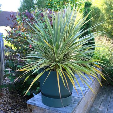 Cordyline australis Fantasy - Cordiline