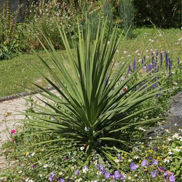 Cordyline indivisa - Cordiline