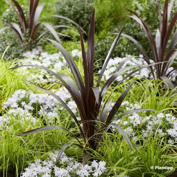 Cordyline obtecta Superstar - Cordiline