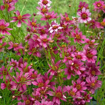 Coreopsis Heaven's Gate