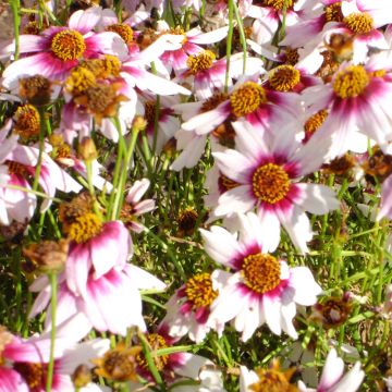 Coreopsis Sweet Dreams