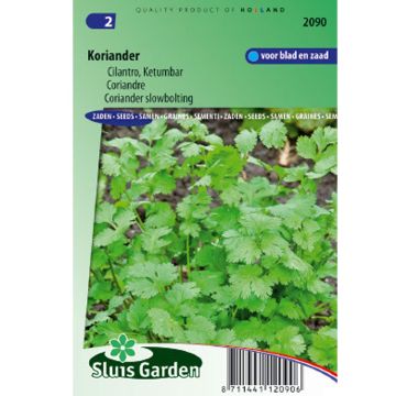 Coriandolo - Coriandrum sativum