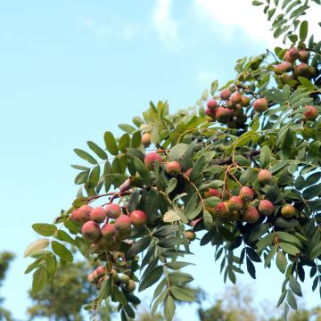 Sorbo domestico - Sorbus domestica