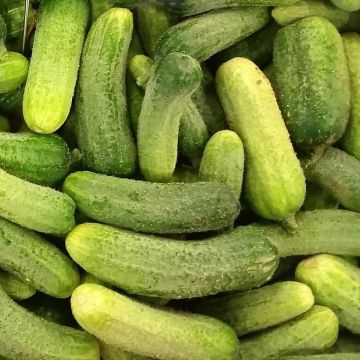 Cetriolino per sottaceto Ceto