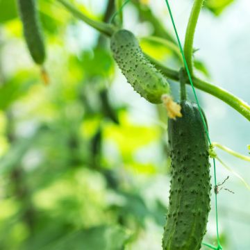Cetriolino per sottaceto Fine di Meaux
