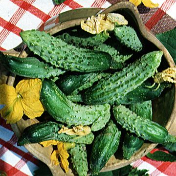 Cetriolino per sottaceto Fine di Meaux Bio - Ferme de Sainte Marthe