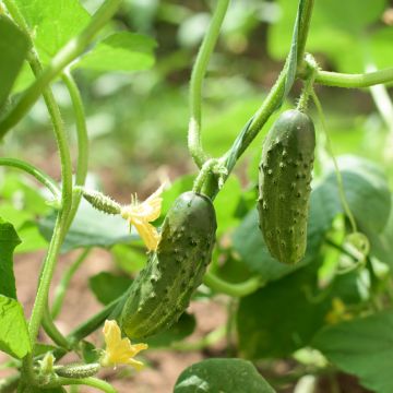 Cetriolino per sottaceto Verde Petit de Paris Bio - Ferme de Sainte Marthe
