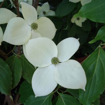 Cornus Eddie's White Wonder - Corniolo da fiore