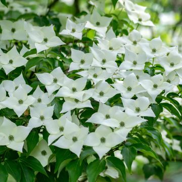 Cornus kousa Milky Way - Corniolo giapponese