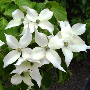 Cornus kousa Weisse Fontaine - Corniolo giapponese