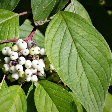 Corniolo bianco - Cornus alba