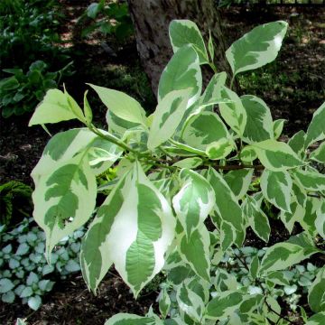 Cornus alba Ivory Halo