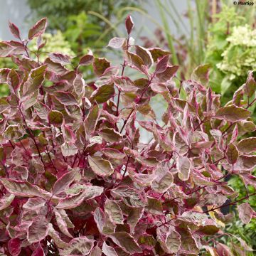 Cornus alba Miracle