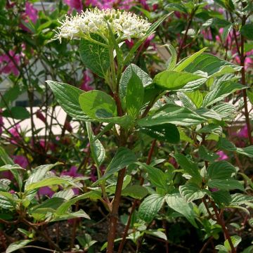 Cornus alba Sibirica