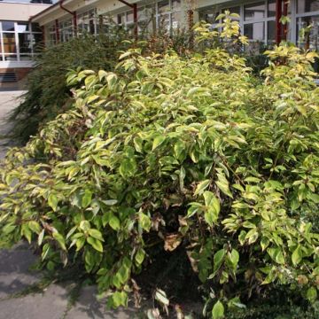 Cornus alba Spaethii