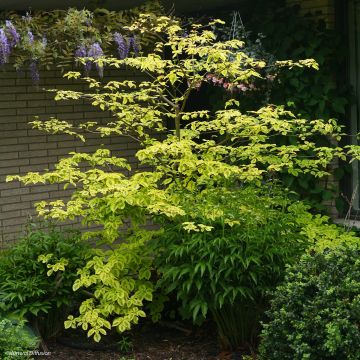 Cornus alternifolia Golden Shadows