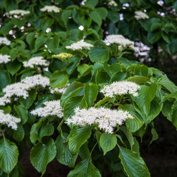 Cornus controversa