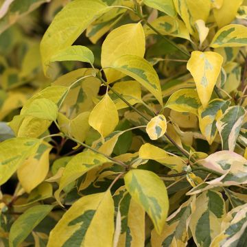 Cornus controversa Gosia