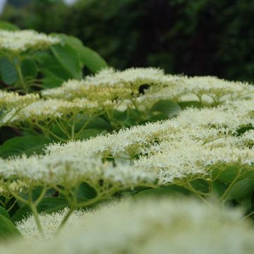 Cornus controversa Pagoda