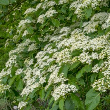 Cornus controversa Pagoda