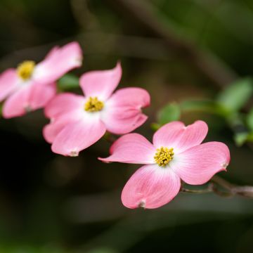 Cornus florida Rubra