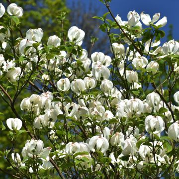 Cornus florida subsp. urbiniana