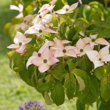 Cornus kousa Beni-fuji - Corniolo giapponese