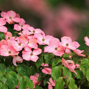 Cornus kousa Beni-fuji - Corniolo giapponese