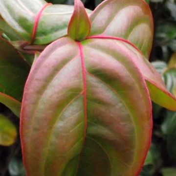 Cornus kousa Blooming Merry Tetra - Corniolo giapponese
