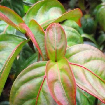 Cornus kousa Blooming Pink Tetra - Corniolo giapponese