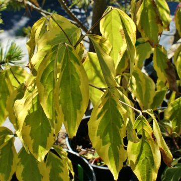Cornus kousa Bonfire - Corniolo giapponese