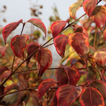 Cornus kousa Bonfire - Corniolo giapponese