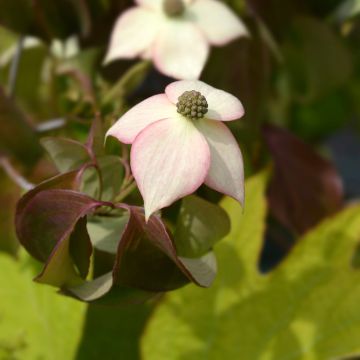 Cornus kousa Cappuccino - Corniolo giapponese