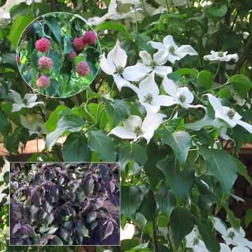 Cornus kousa Cappuccino - Corniolo giapponese