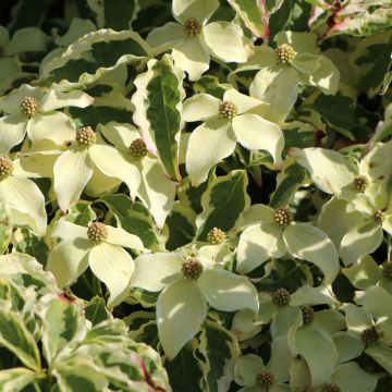 Cornus kousa China Dawn - Corniolo giapponese