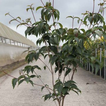 Cornus kousa Copacabana - Corniolo giapponese